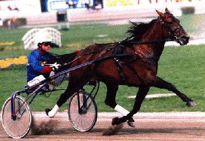 trotteur1